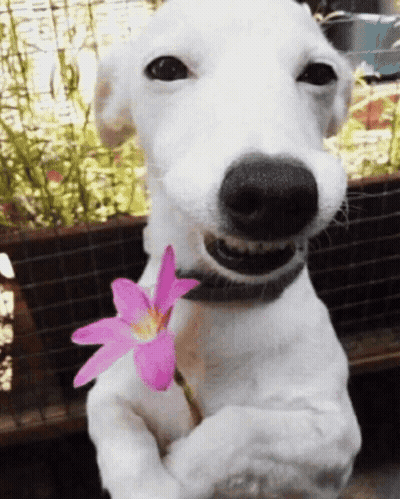 White Dog Holding Pink Flower GIF