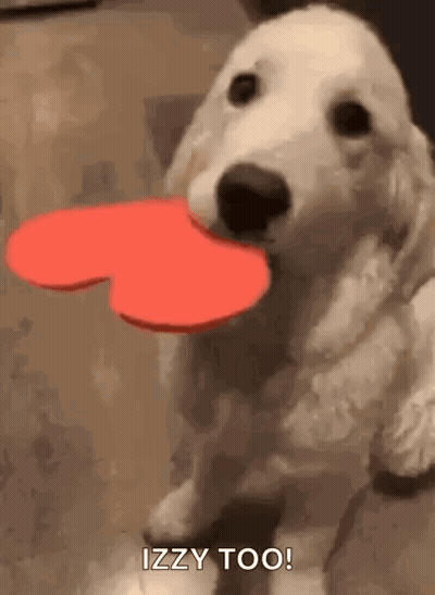 White Dog Holding Red Heart Saying Izzy Too GIF