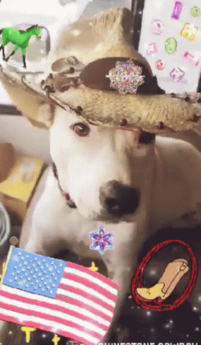 White Dog In Cowboy Hat With Badge GIF