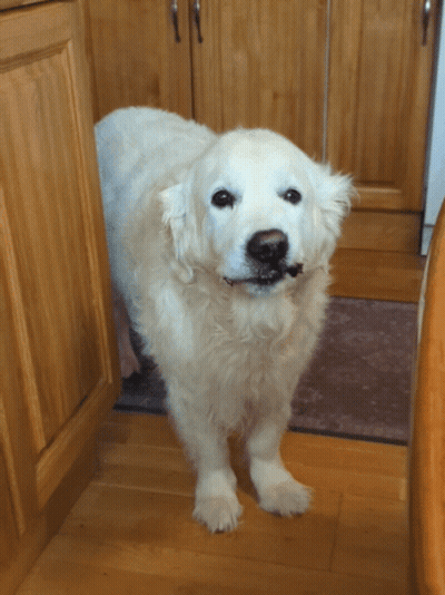 White Dog In Front Of Cabinet GIF