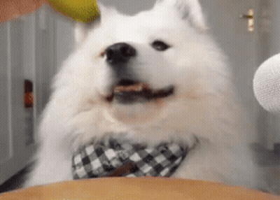 White Dog In Plaid Bow Tie Looking At Camera GIF
