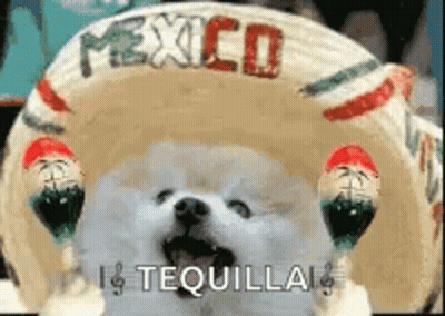 White Dog In Sombrero Holding Maracas GIF