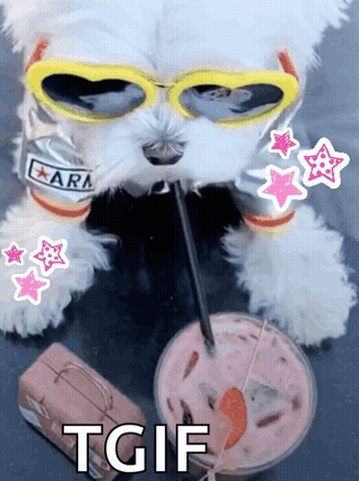 White Dog In Sunglasses Drinking Milkshake GIF