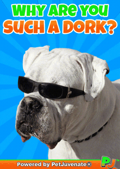 White Dog In Sunglasses Why Are You Such A Dork GIF