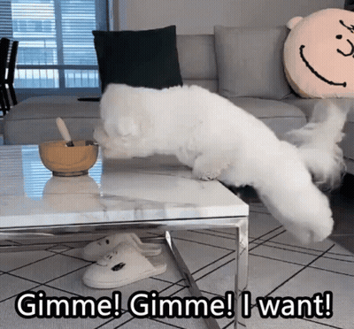 White Dog Jumps Over Coffee Table Saying Gimme Gimme I Want GIF