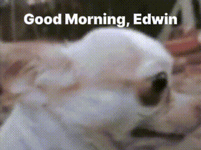 White Dog Laying Down Saying Good Morning Edwin GIF