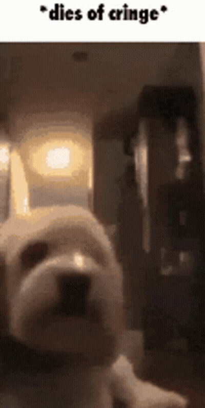 White Dog Laying In Dark Room Dies Of Cringe GIF