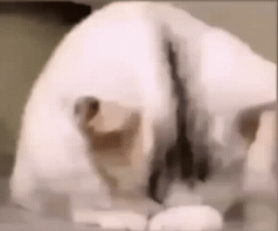 White Dog Laying On Bed GIF
