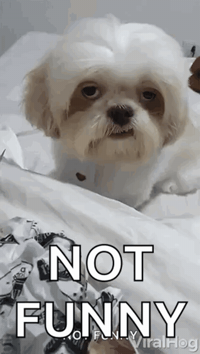 White Dog Laying On Bed Saying Not Funny GIF
