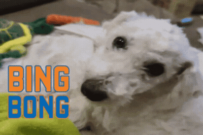 White Dog Laying On Floor Bing Bong GIF