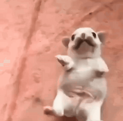 White Dog Laying On Its Back GIF