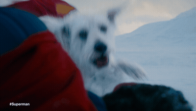 White Dog Laying On Lap With Superman GIF