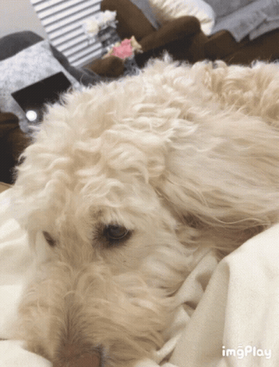 White Dog Laying On White Blanket With Imgplay GIF