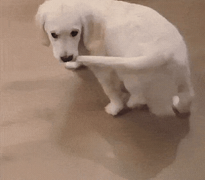 White Dog Licking Paw