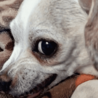White Dog Lying On Leopard Print Blanket GIF