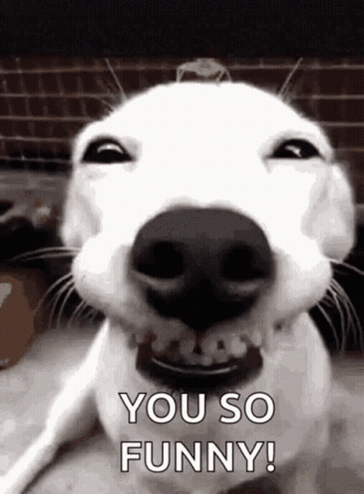 White Dog Making Funny Face Saying You So Funny GIF