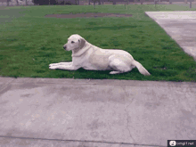 White Dog Meh Attitude GIF