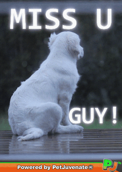 White Dog Miss U Guy GIF
