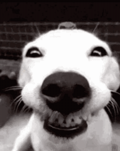 White Dog Mouth Open GIF