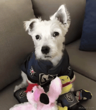 White Dog On Couch With Flamingo GIF