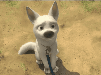 White Dog On Leash With Tag GIF