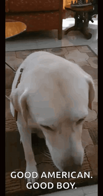 White Dog On Rug Good American Good Boy GIF
