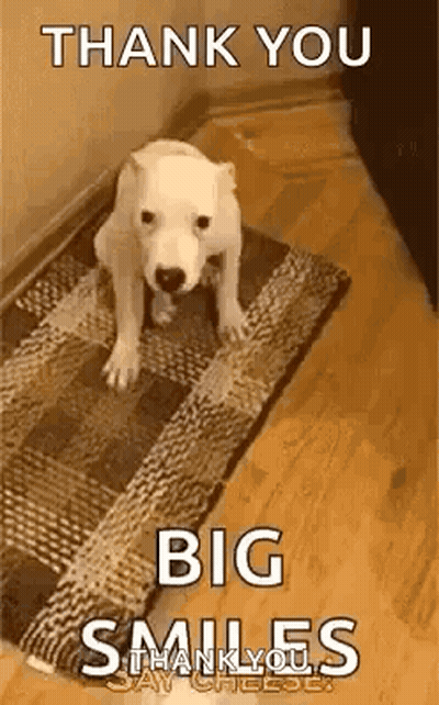 White Dog On Rug Saying Thank You Big Smiles GIF