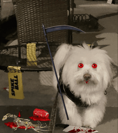 White Dog Red Eyes Scythe Spine Ball Sign GIF