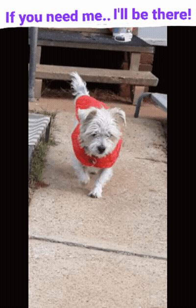 White Dog Red Sweater If You Need Me GIF