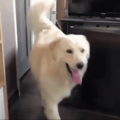 White Dog Running In Front Of Television GIF