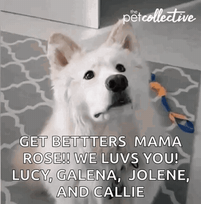 White Dog Saying Get Bet Better Mama Rose GIF