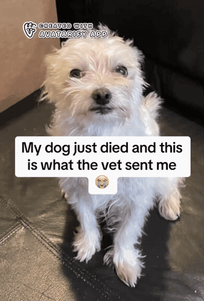 White Dog Saying My Dog Just Died GIF