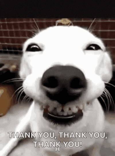 White Dog Saying Thank You GIF
