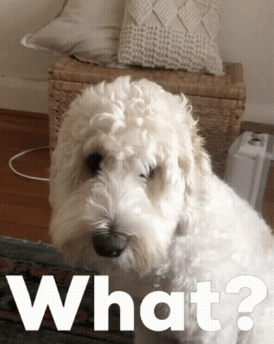 White Dog Saying What GIF