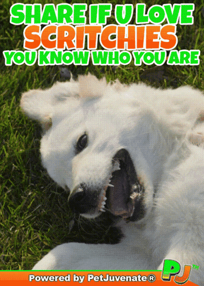 White Dog Share If U Love Scratchies You Know Who You Are