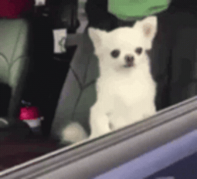 White Dog Sitting In Back Seat Of Car GIF
