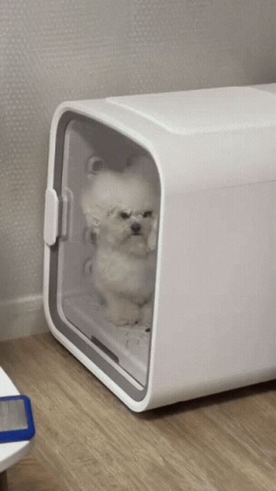 White Dog Sitting In Box GIF