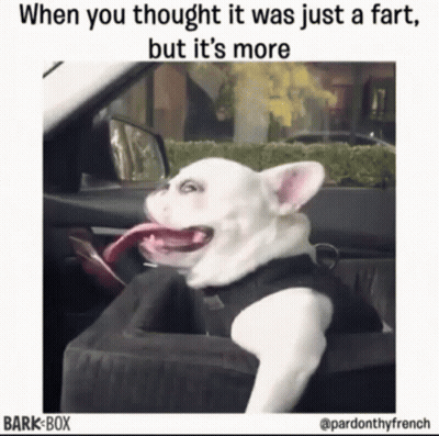 White Dog Sitting In Car With Tongue Out GIF