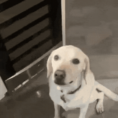 White Dog Sitting In Front Of Door GIF