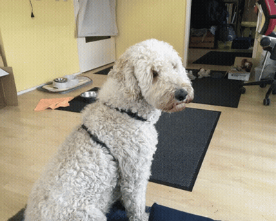 White Dog Sitting Next To Rabbit Proof Box GIF