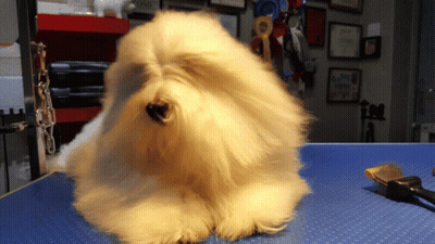 White Dog Sitting On Blue Table With Brush GIF