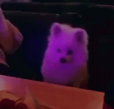 White Dog Sitting On Table In Dark Room GIF