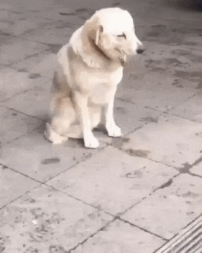 White Dog Sitting On Tiled Sidewalk GIF