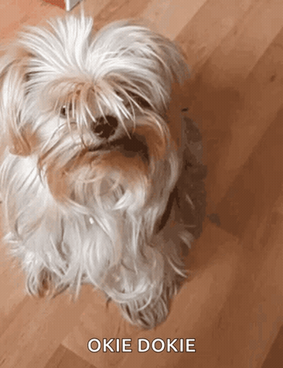White Dog Sitting Saying Okie Dokie GIF