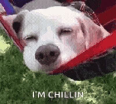 White Dog Sleeping In Hammock GIF