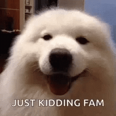 White Dog Smiling At Camera With Mouth Open GIF