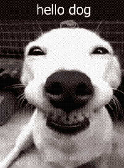 White Dog Smiling Black And White Hello Dog GIF