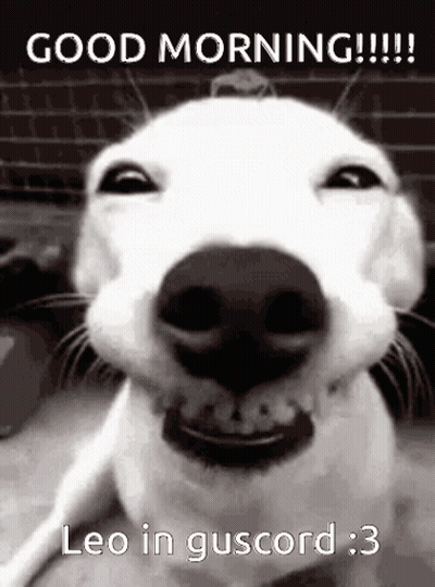White Dog Smiling Good Morning GIF