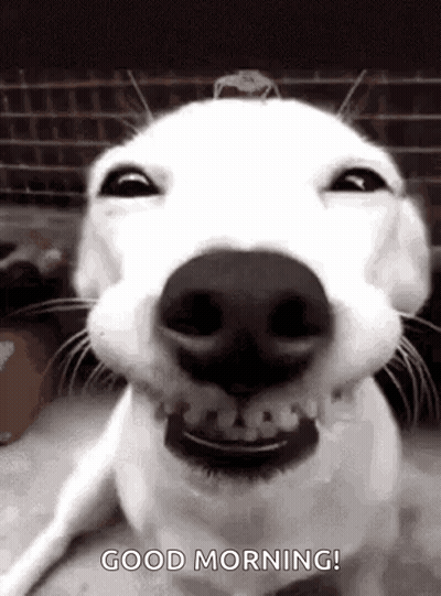 White Dog Smiling Good Morning Black And White Photo GIF