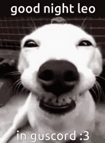 White Dog Smiling Good Night Leo GIF
